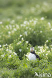 Atlantic Puffin (Fratercula arctica)