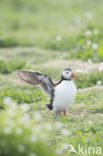 Atlantic Puffin (Fratercula arctica)