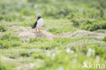 Atlantic Puffin (Fratercula arctica)