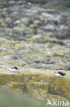 Atlantic Puffin (Fratercula arctica)