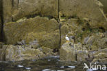 Papegaaiduiker (Fratercula arctica)