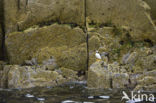 Atlantic Puffin (Fratercula arctica)