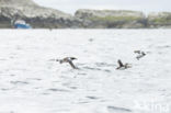 Atlantic Puffin (Fratercula arctica)