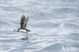 Atlantic Puffin (Fratercula arctica)