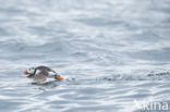 Atlantic Puffin (Fratercula arctica)