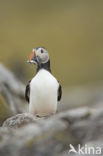 Atlantic Puffin (Fratercula arctica)