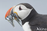 Atlantic Puffin (Fratercula arctica)