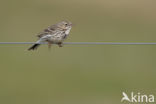 Meadow Pipit (Anthus pratensis)