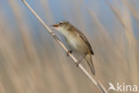 Sedge Warbler (Acrocephalus schoenobaenus)