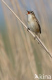 Sedge Warbler (Acrocephalus schoenobaenus)