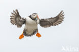 Atlantic Puffin (Fratercula arctica)