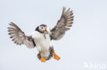 Atlantic Puffin (Fratercula arctica)