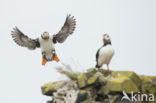 Atlantic Puffin (Fratercula arctica)