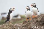 Atlantic Puffin (Fratercula arctica)