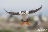 Atlantic Puffin (Fratercula arctica)