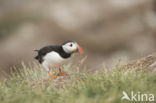 Atlantic Puffin (Fratercula arctica)