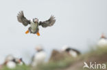 Atlantic Puffin (Fratercula arctica)