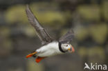 Atlantic Puffin (Fratercula arctica)