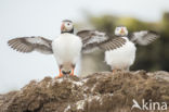 Atlantic Puffin (Fratercula arctica)