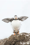 Atlantic Puffin (Fratercula arctica)