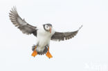 Atlantic Puffin (Fratercula arctica)