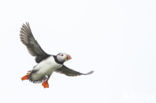 Atlantic Puffin (Fratercula arctica)