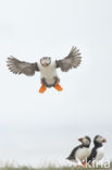 Atlantic Puffin (Fratercula arctica)