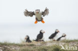 Atlantic Puffin (Fratercula arctica)