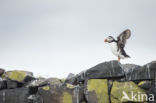 Atlantic Puffin (Fratercula arctica)