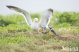 Atlantic Puffin (Fratercula arctica)