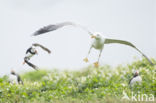 Atlantic Puffin (Fratercula arctica)