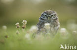 Little Owl (Athene noctua)