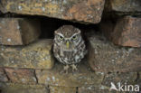 Little Owl (Athene noctua)