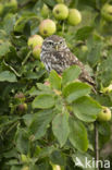 Little Owl (Athene noctua)