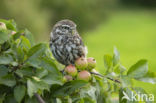 Little Owl (Athene noctua)