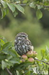 Little Owl (Athene noctua)