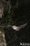 Lesser Horseshoe Bat (Rhinolophus hipposideros)