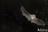 Lesser Horseshoe Bat (Rhinolophus hipposideros)