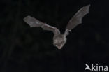 Lesser Horseshoe Bat (Rhinolophus hipposideros)