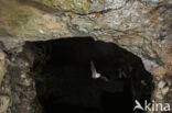 Lesser Horseshoe Bat (Rhinolophus hipposideros)