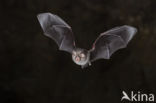 Lesser Horseshoe Bat (Rhinolophus hipposideros)