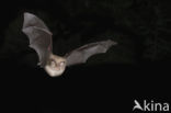 Lesser Horseshoe Bat (Rhinolophus hipposideros)