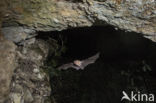 Lesser Horseshoe Bat (Rhinolophus hipposideros)