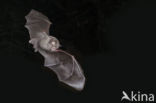 Lesser Horseshoe Bat (Rhinolophus hipposideros)