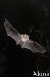 Lesser Horseshoe Bat (Rhinolophus hipposideros)