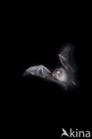 Lesser Horseshoe Bat (Rhinolophus hipposideros)