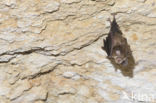 Lesser Horseshoe Bat (Rhinolophus hipposideros)