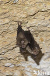 Kleine hoefijzerneus (Rhinolophus hipposideros)