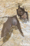 Lesser Horseshoe Bat (Rhinolophus hipposideros)