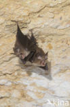 Lesser Horseshoe Bat (Rhinolophus hipposideros)